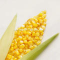 Sweet Corn Kernels